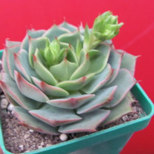 Echeveria ramillete