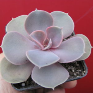 Echeveria Perle von Nurnberg