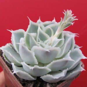 Echeveria   Laguna Sanchez