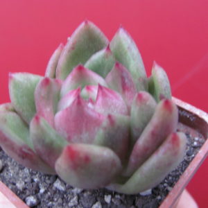 Echeveria  hybr.