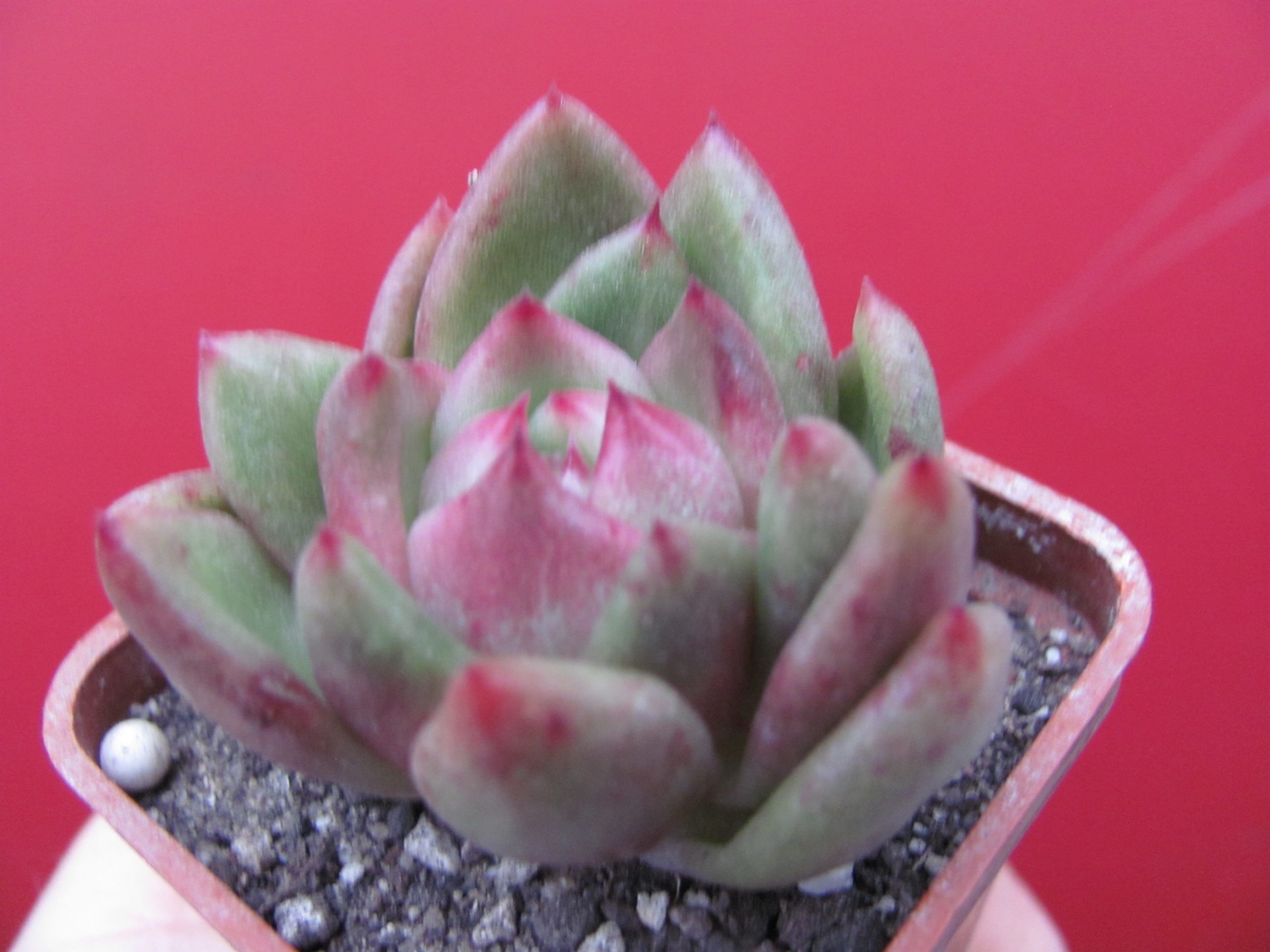 Echeveria  hybr.