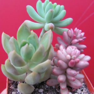 набір Sedum
