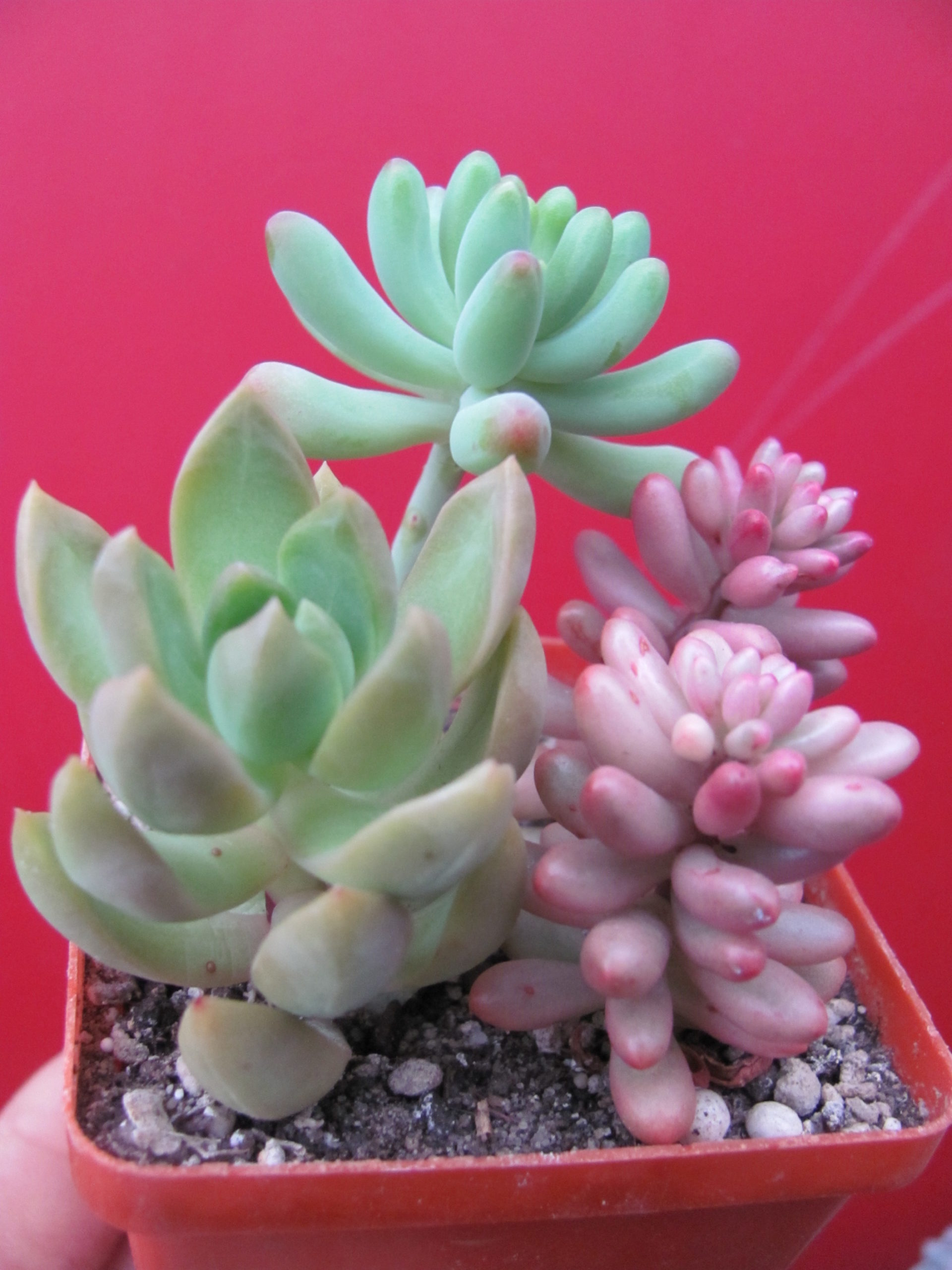 набір Sedum