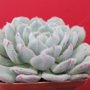 Echeveria  *Comet*
