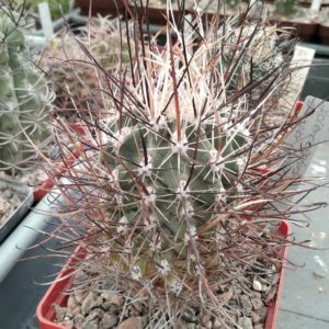 Scl. spinosior v. schlosseri SB1540 -cube-8cm-