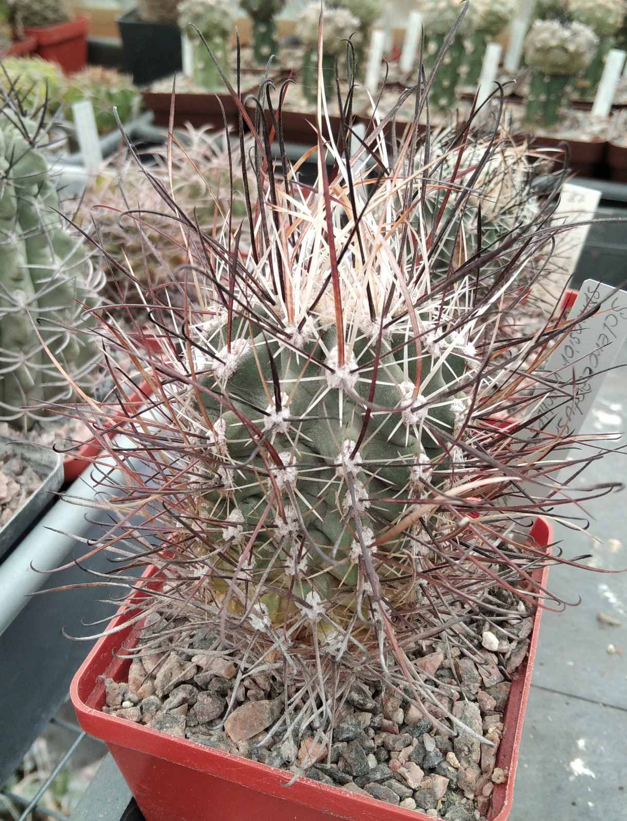 Scl. spinosior v. schlosseri SB1540 -cube-8cm-