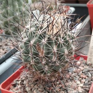 Sclerocactus  spinosior JB22 - cube-8cm- rare-