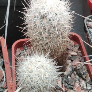 Еscobaria оrganensis -e Bischoos- MG- двійня -cube-5cm-