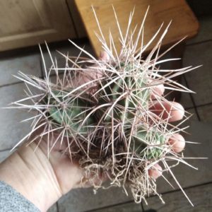 Echinocereus hancockii -rare- рідкісний вид з потужною колючкою-