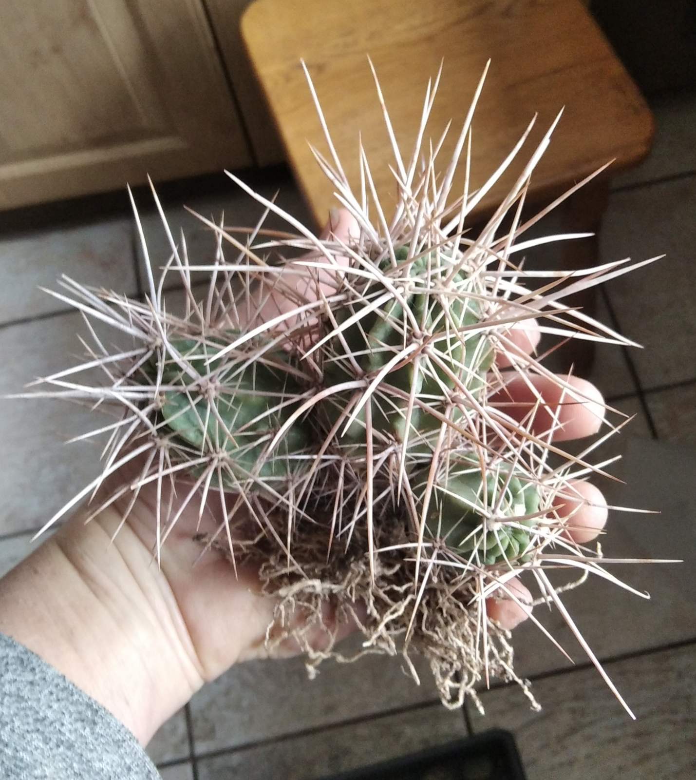 Echinocereus hancockii -rare- рідкісний вид з потужною колючкою-