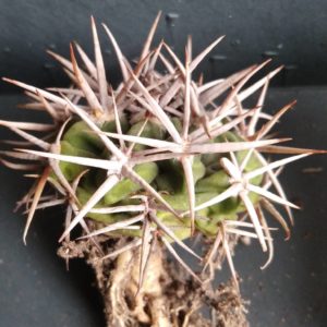 Gymnocalycium ferocior -біля 5см, гарна лінія з потужною колючкою-