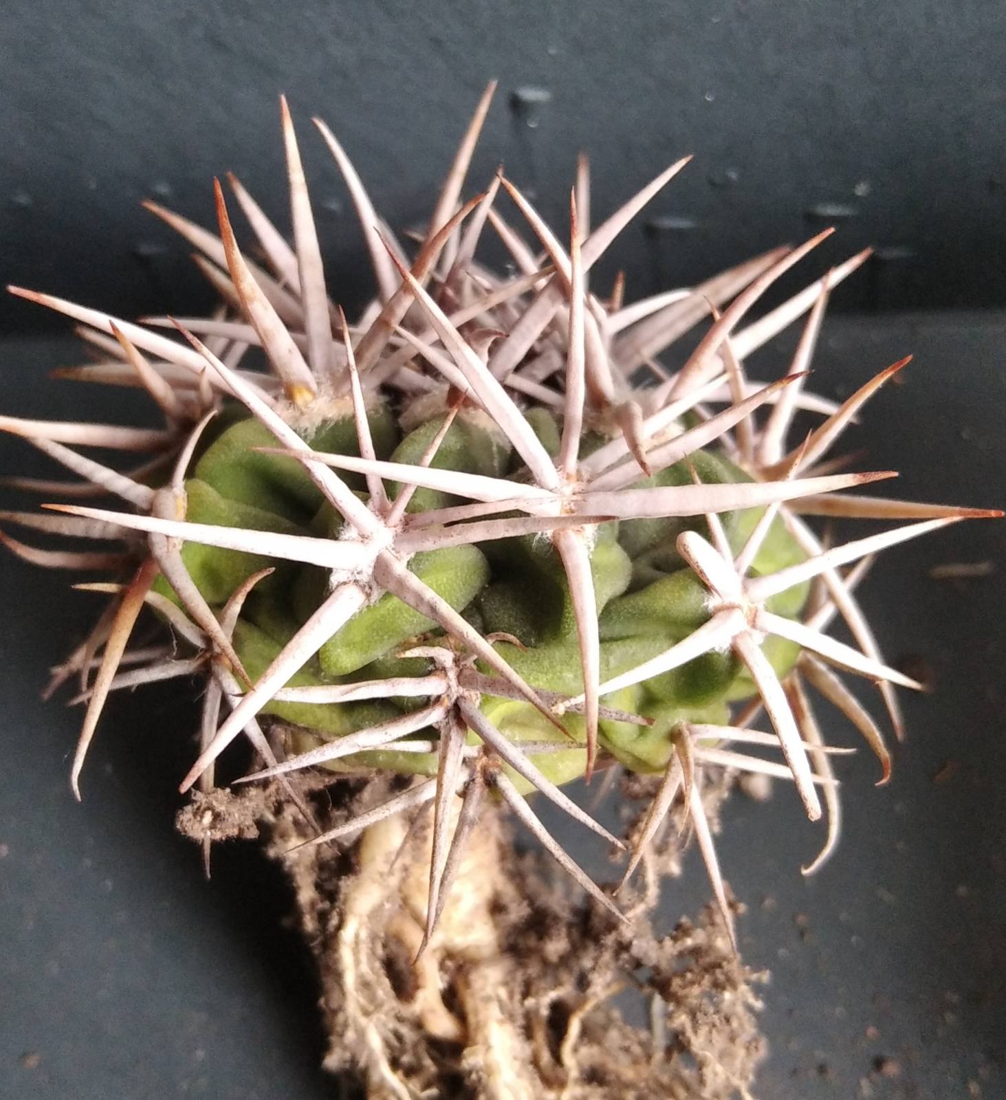 Gymnocalycium ferocior -біля 5см, гарна лінія з потужною колючкою-
