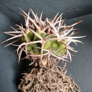 Gymnocalycium ferocior -біля 5см, гарна лінія з потужною колючкою-