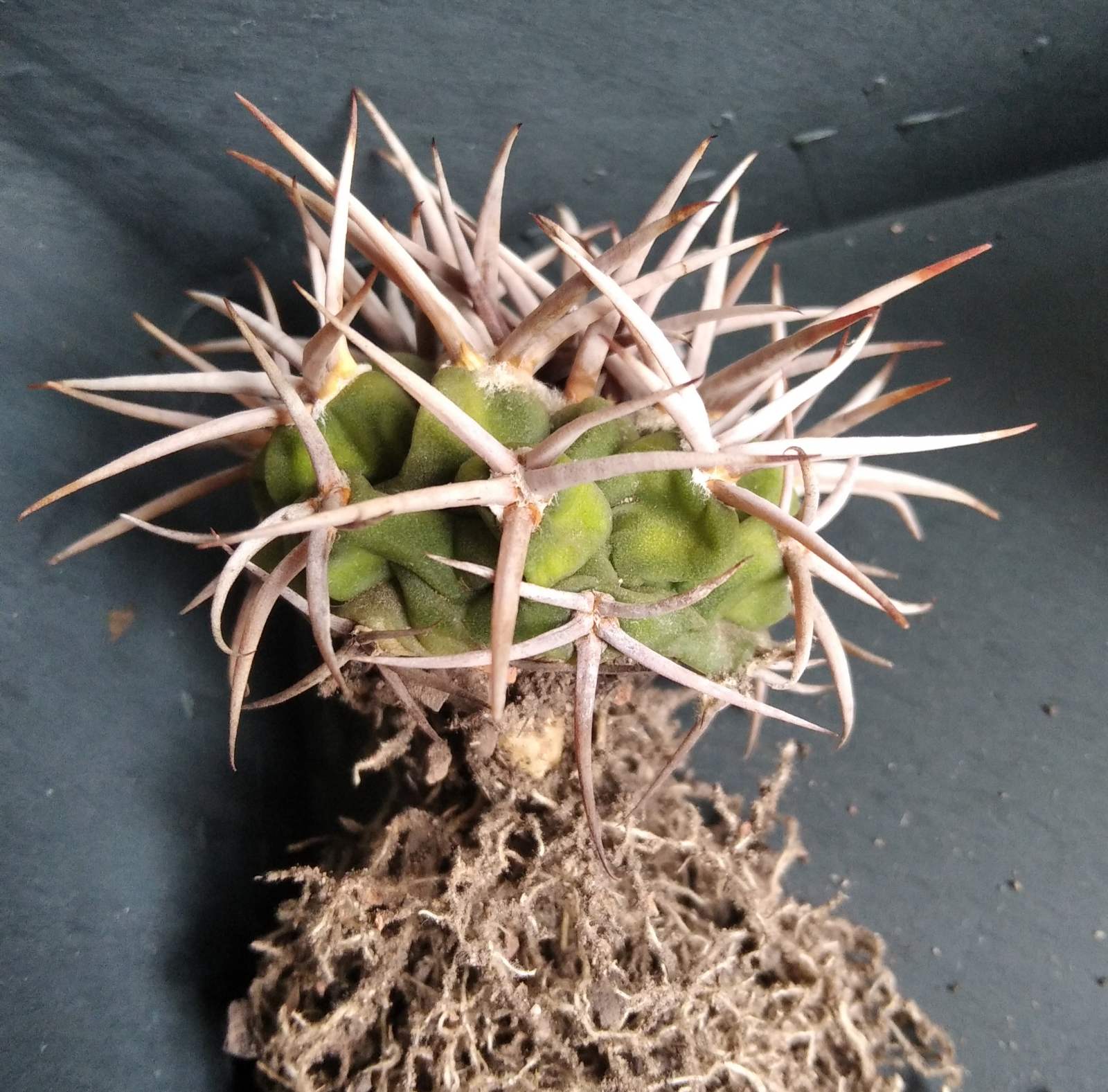 Gymnocalycium ferocior -біля 5см, гарна лінія з потужною колючкою-