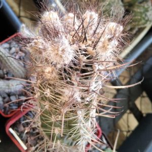 Austrocactus intertextus RUS365 -Ruta 3, Trelews, Chubut- seeds-насіння-