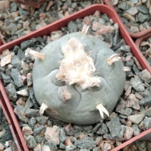Lophophora williamsii -San Vinsent- cube-7cm-