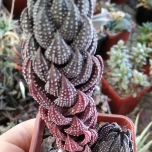 Haworthia reinwardtii -I.Bruer-