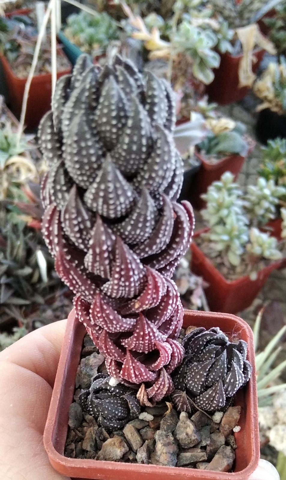 Haworthia reinwardtii -I.Bruer-