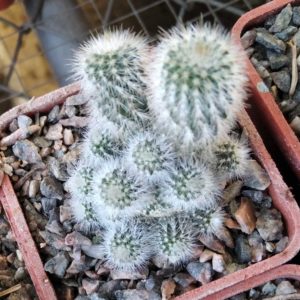 Eriocactus leninghausii f. mini- cube-6cm- мініатюрна кущова форма-