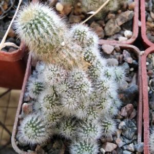 Eriocactus leninghausii f. mini- cube-6cm- мініатюрна кущова форма-