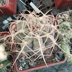 Gymnocalycium griseopallidum -cube-7cm-щеплений-