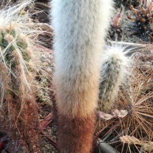Cleistocactus strausii - h- біля 30cm-