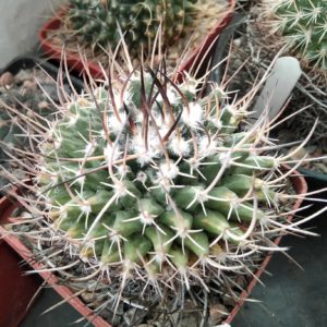 Mammillaria spec.-Charco Blanco- cube-7cm-