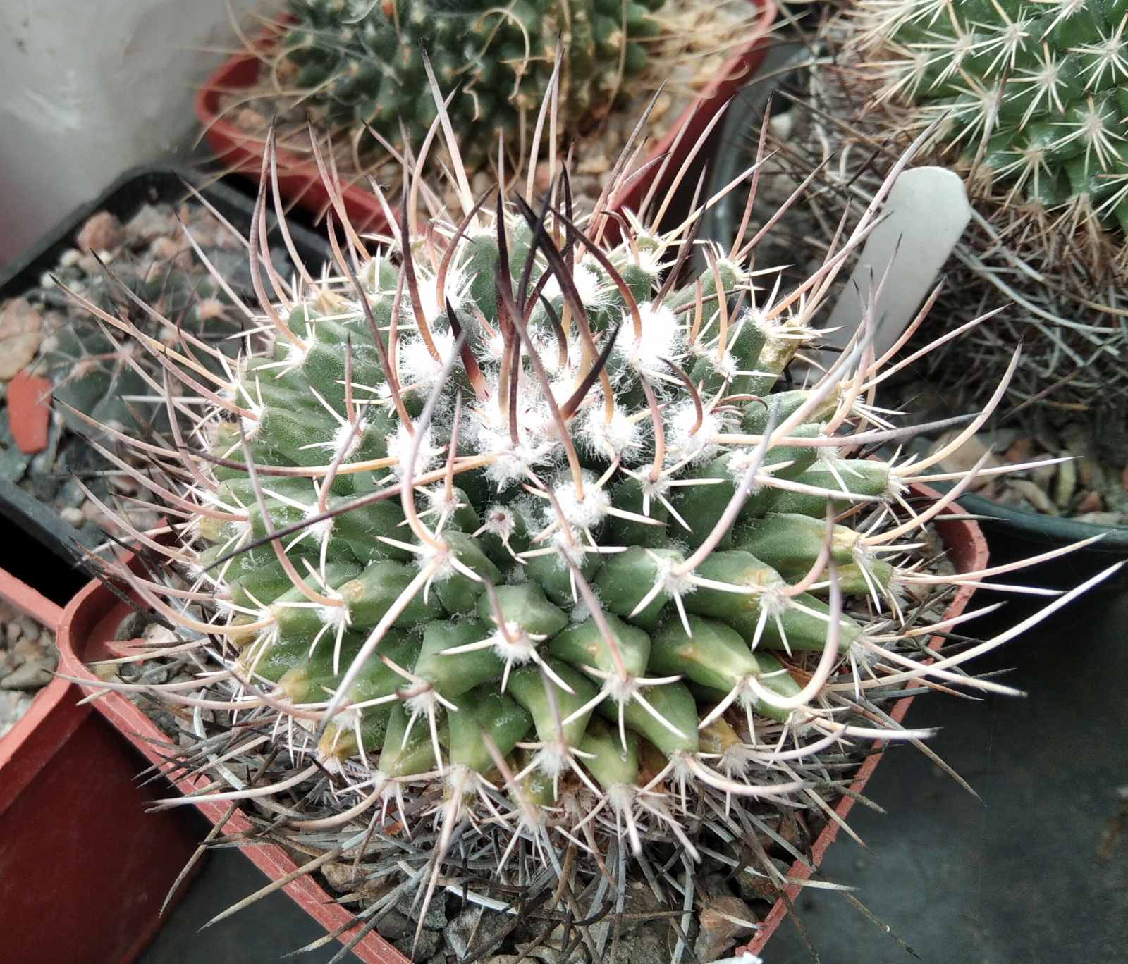 Mammillaria spec.-Charco Blanco- cube-7cm-