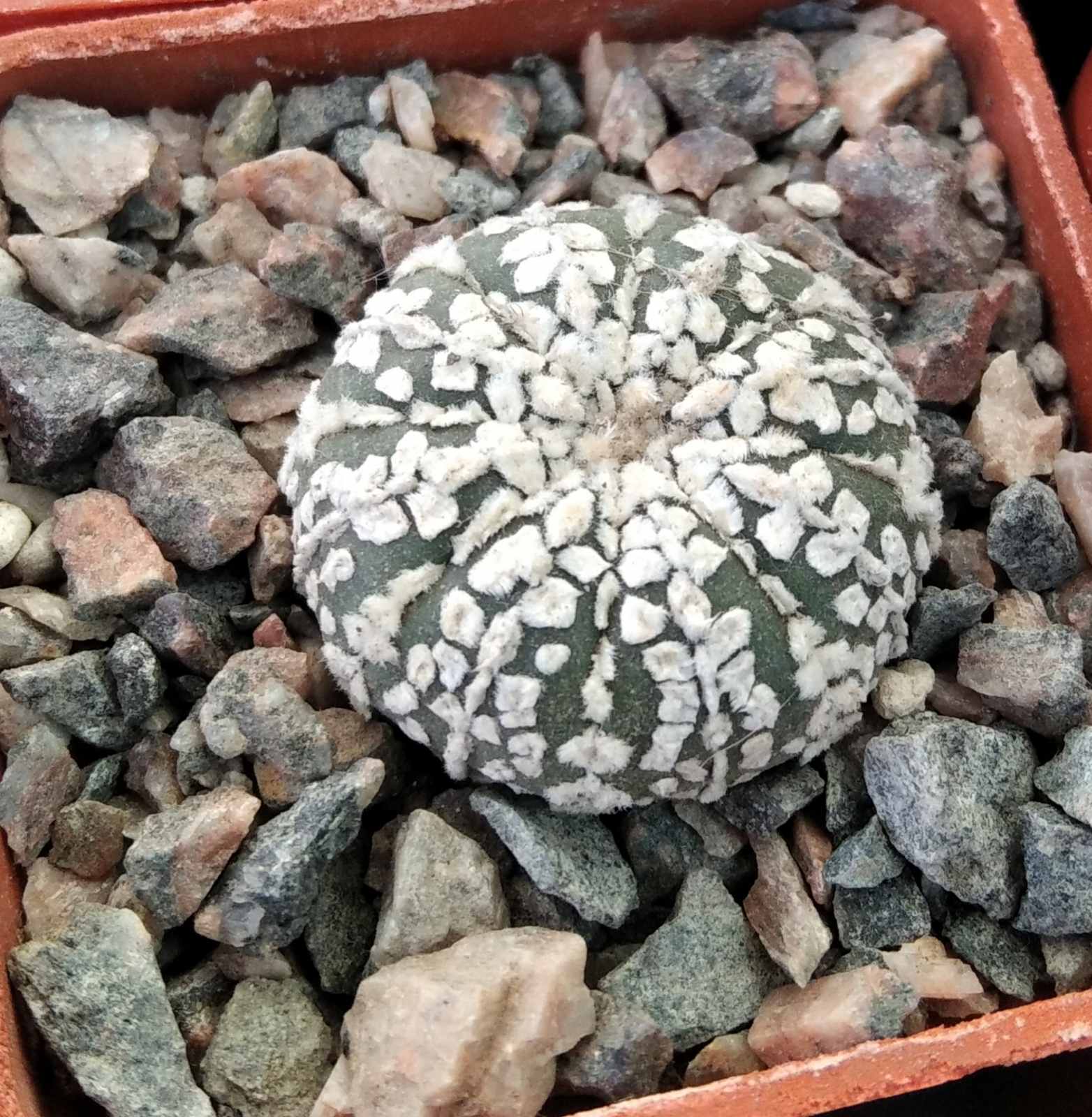 Astrophytum asterias cv."Supercabuto"- cube-6cm-