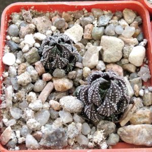 Haworthia reinwardtii -I.Bruer-