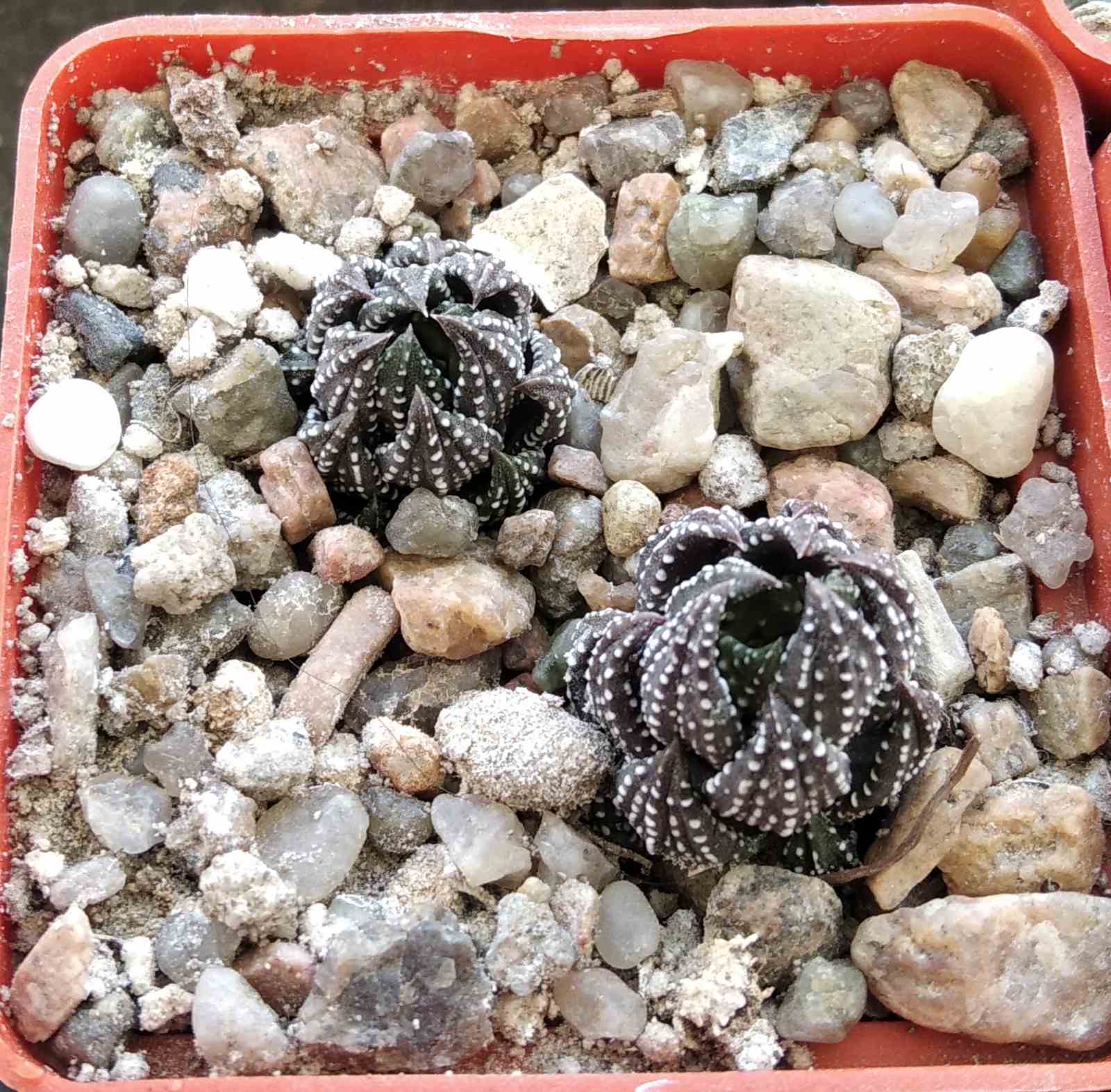 Haworthia reinwardtii -I.Bruer-