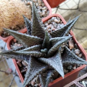 Haworthia limifolia v. nigra -Koehres- cube-5cm-