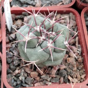 Thelocactus hexaedrophorus -Snicer- cube-5cm-