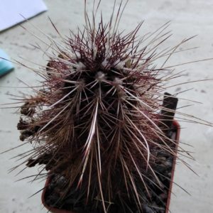 Echinocereus viridiflorus v. spinosior -seeds-насіння-