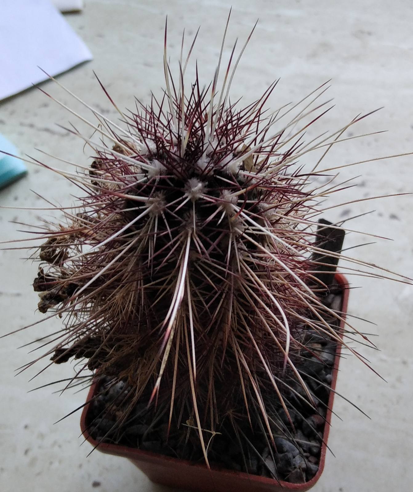 Echinocereus viridiflorus v. spinosior -seeds-насіння-