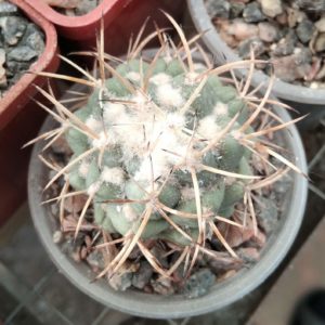 Coryphantha andreae -горщик-6см-