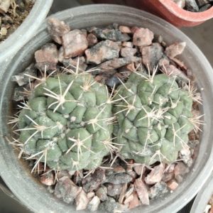 Coryphantha andreae -горщик-6см- двійня-