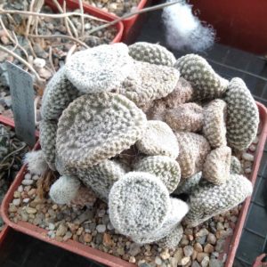 Maihueniopsis clavarioides f. albispinus -cube-9cm- щепа на О. subulata-