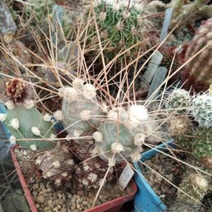 Cumulopuntia berteri MK15261 -пагони-