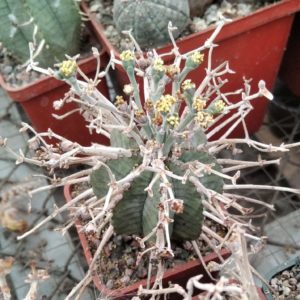 Euphorbia obesa  valida -seeds-насіння- порція-10шт-