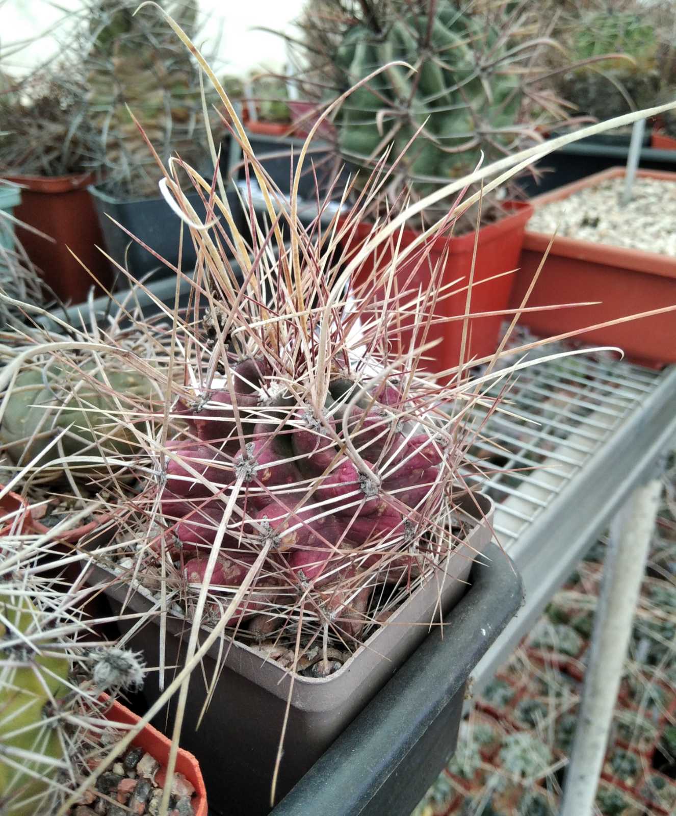 Ferocactus sinuatus v. papyracanthus -Mesa Garden- cube-7cm-