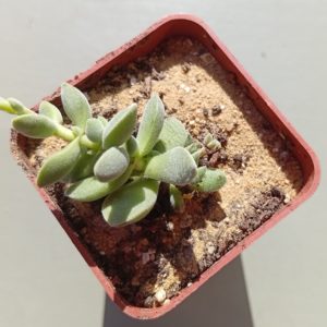 Crassula lanuginosa