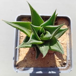Haworthia limifolia Green