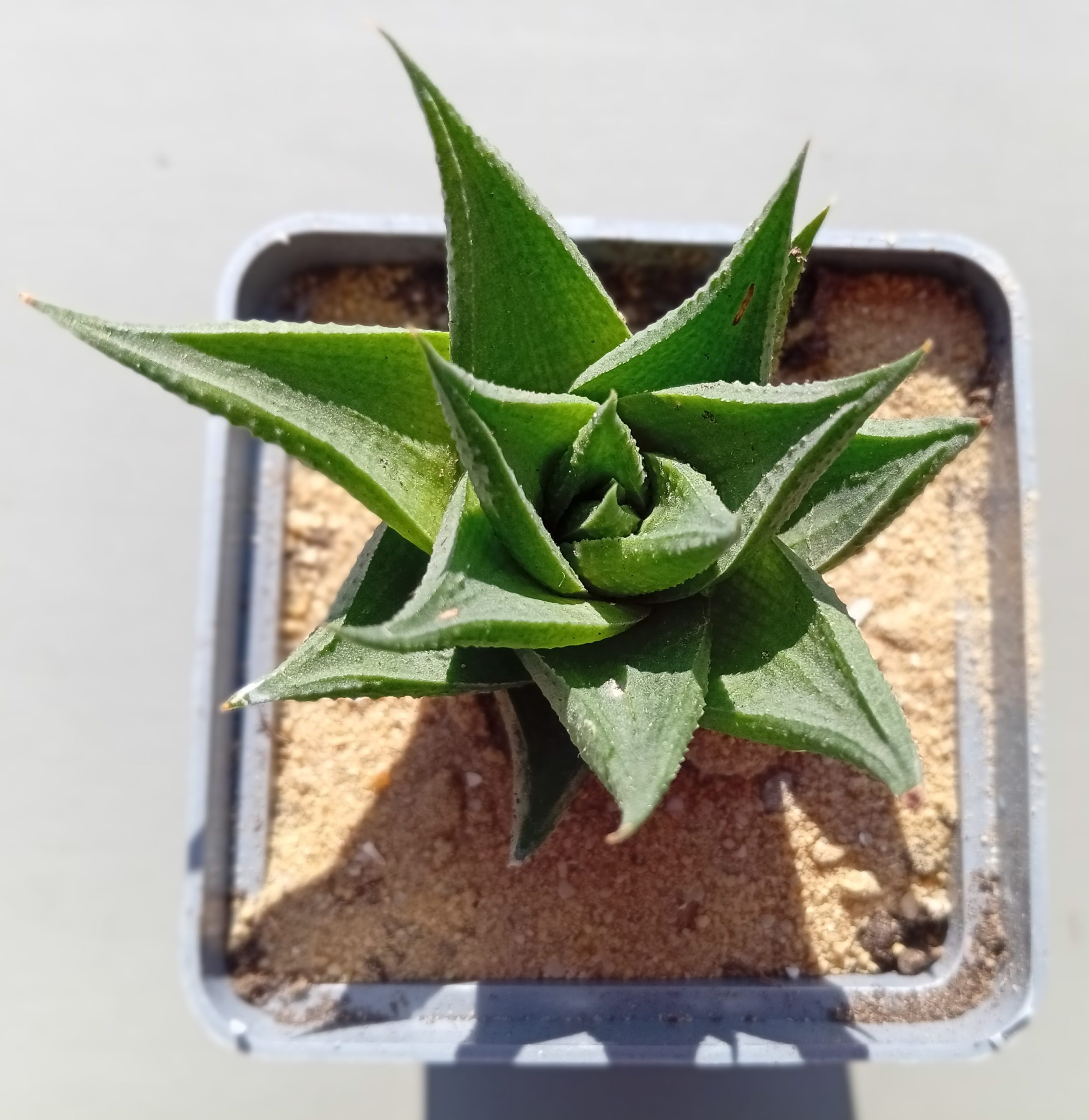 Haworthia limifolia Green