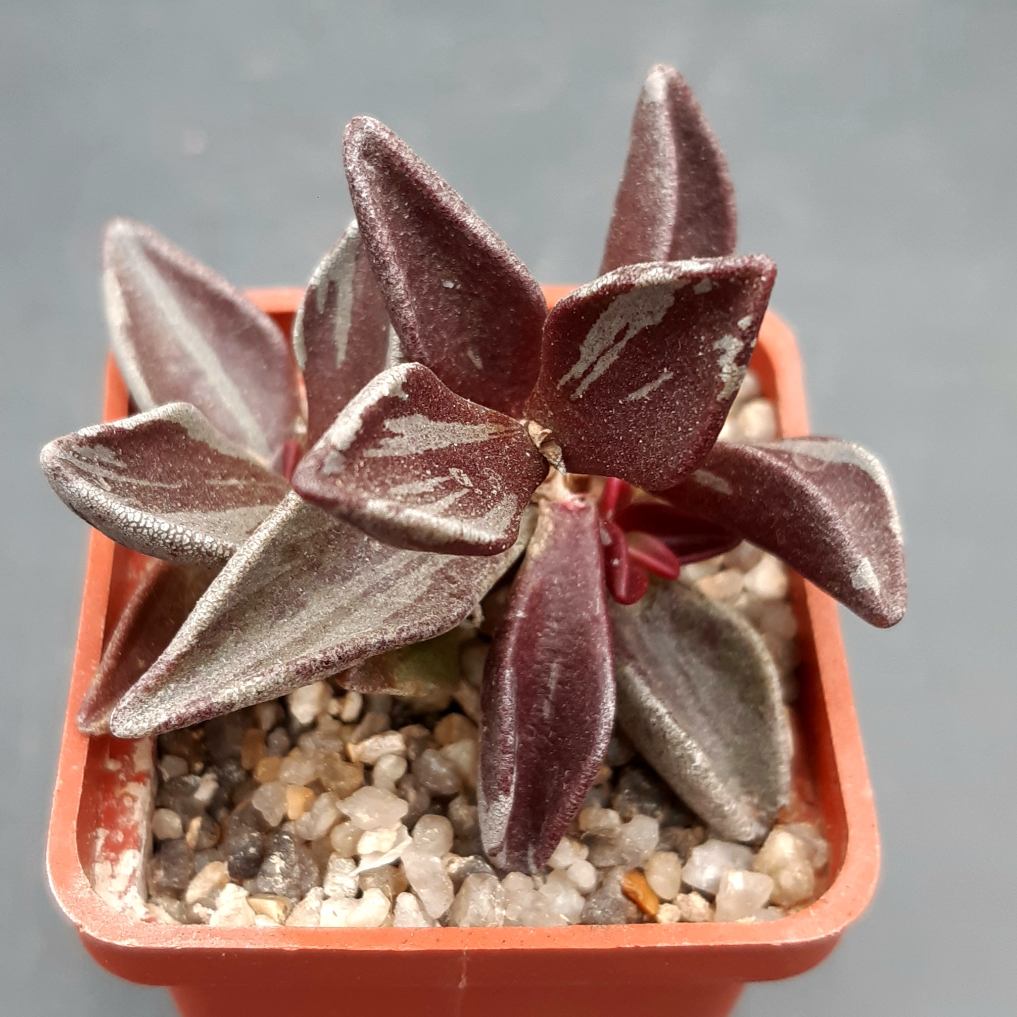 Lenophyllum guttatum variegata
