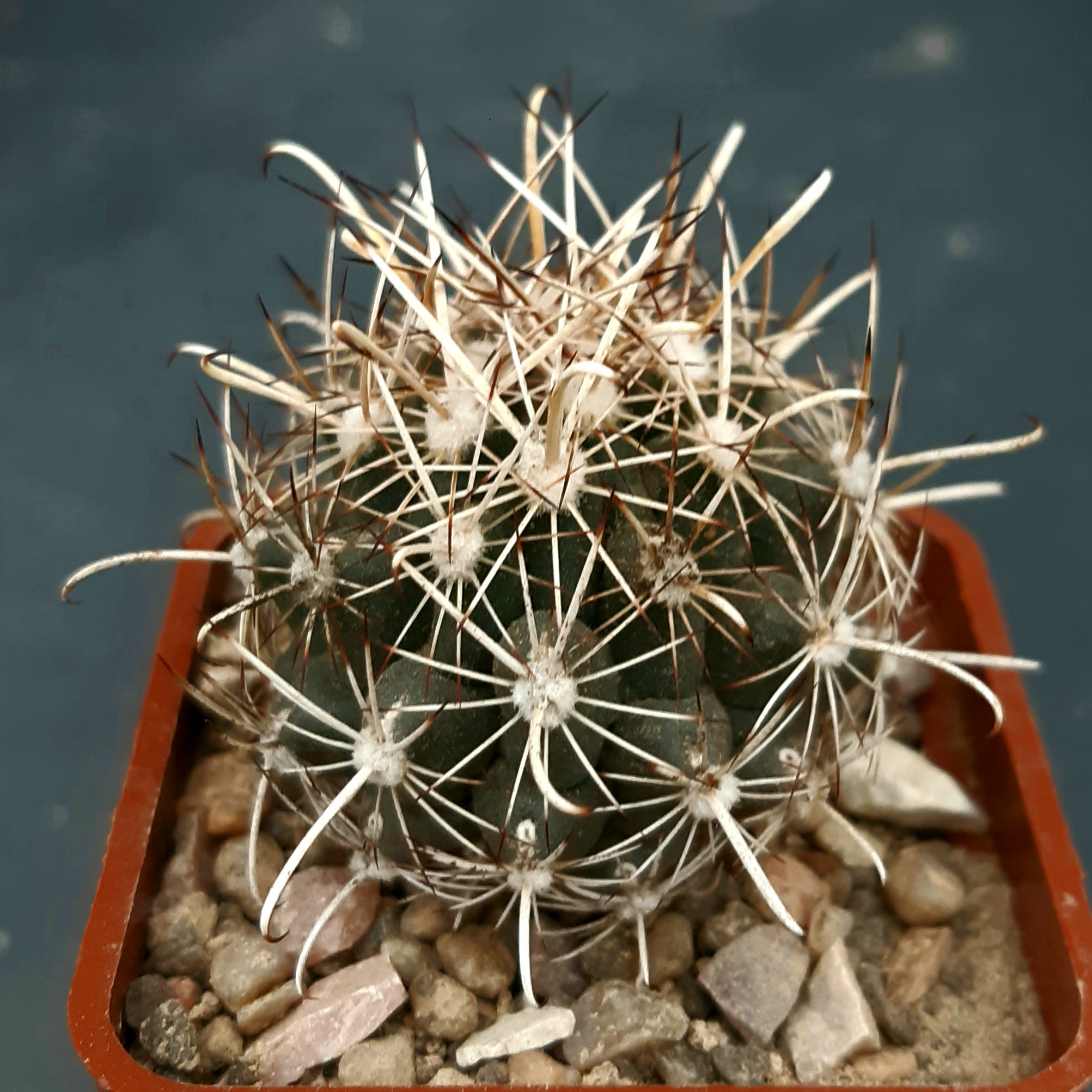Ancistrocactus (Sclerocactus) scheeri Lx 696, Kelso, Coah