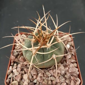 Gymnocalycium cardenasianum f.armatum VS304 3km South of Carrizal, Tarija Bolivia