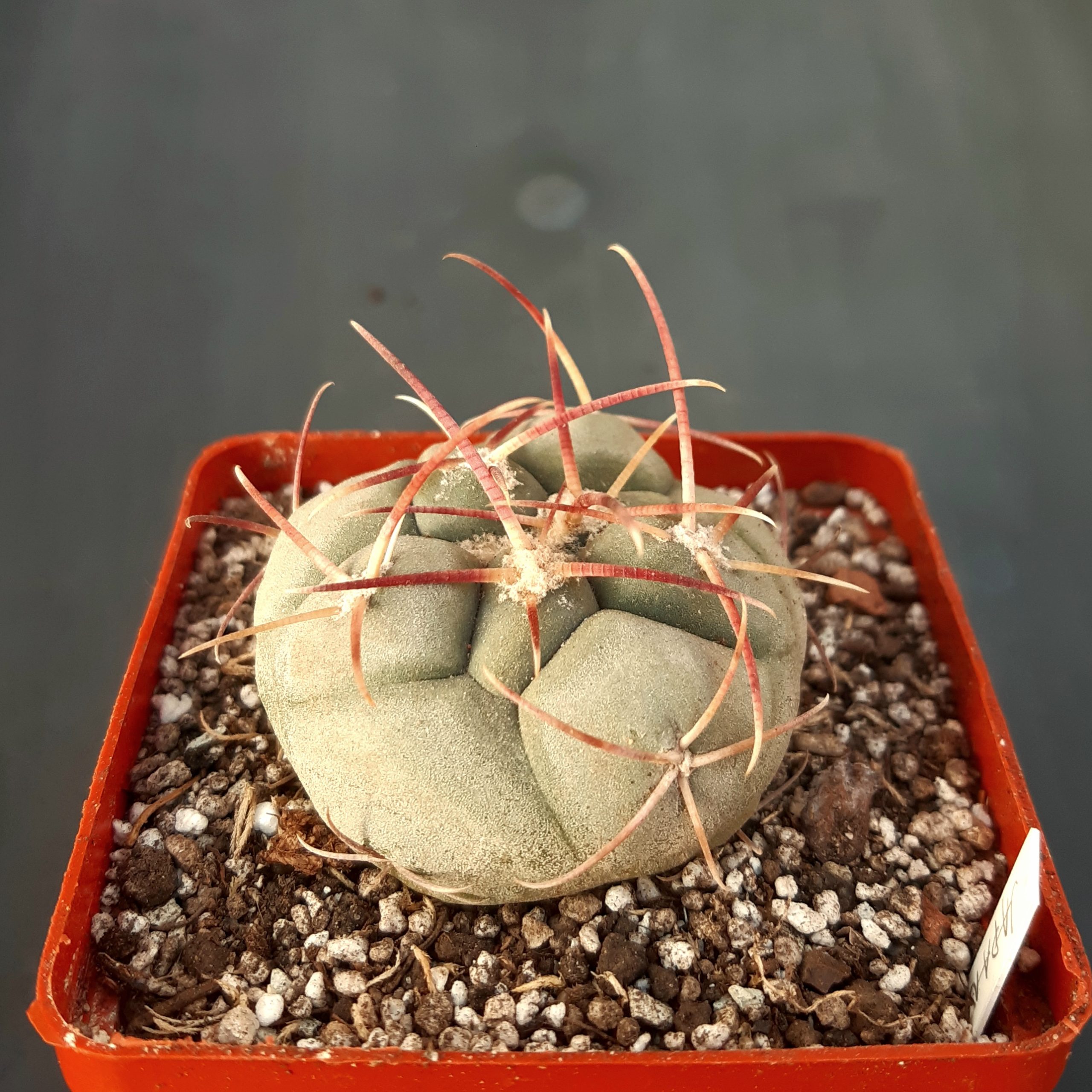 Thelocactus hexaedrophorus cv. (Japan)