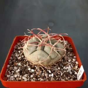 Thelocactus hexaedrophorus cv. (Japan)