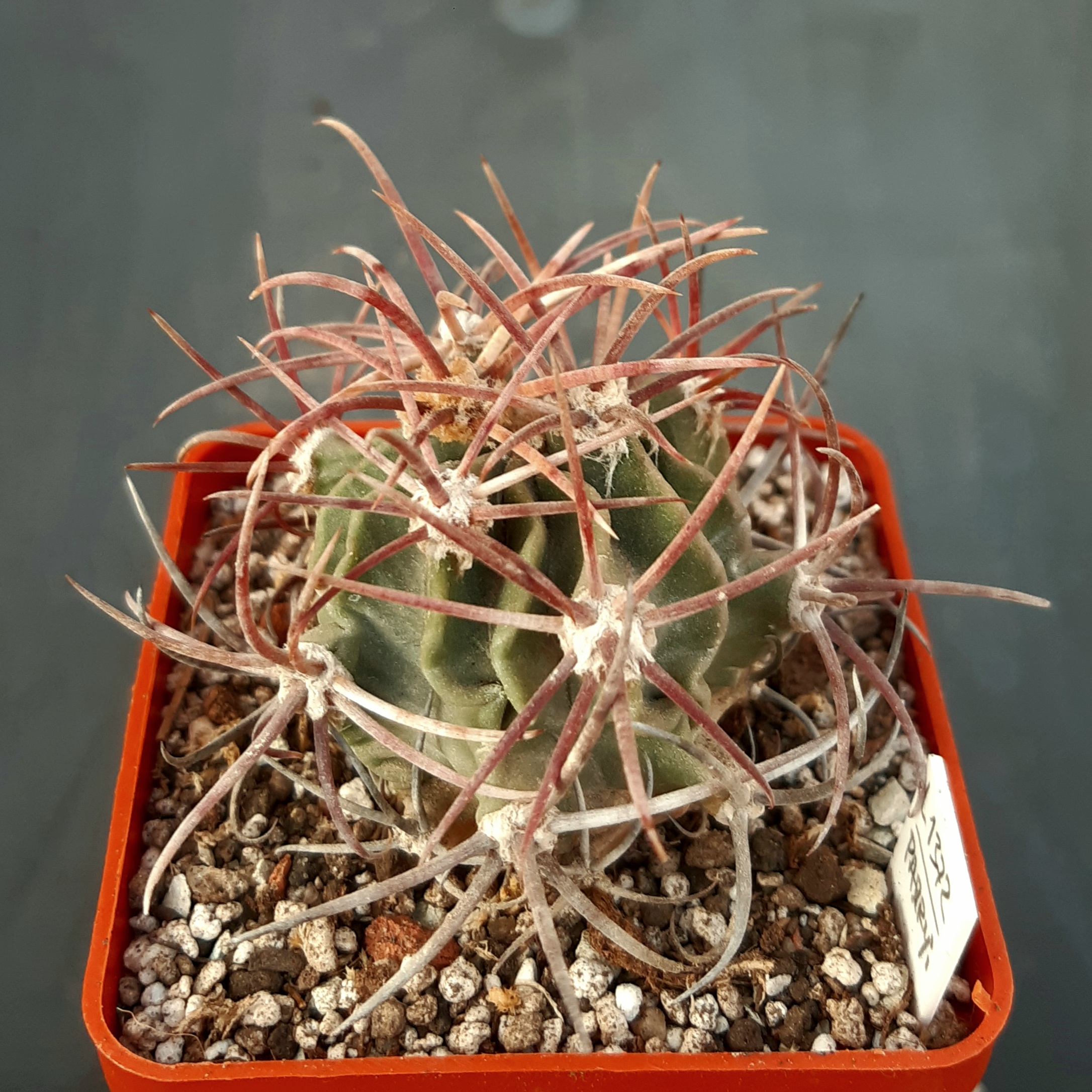 Echinocactus parryi L1372 S of Ciudad Juarez, Chihuahua, Mex 1100m